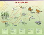 Click to see a diagram of a simple soil food web