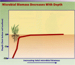 Click to see a graph illustrating how soil life decreases with soil depth