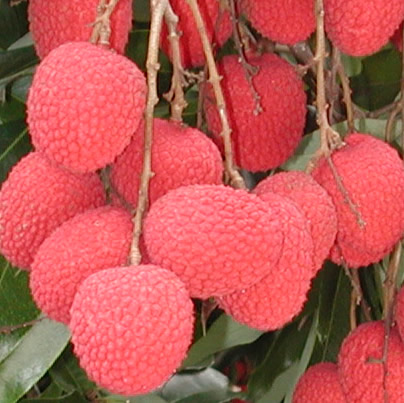 Brewster Fruit Cluster