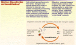 Click to see explanation of mineralization and immobilization