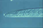 Fungal-feeding nematode