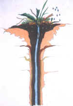 Sketch of vertical burrow