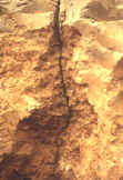 Exposed vertical burrow
