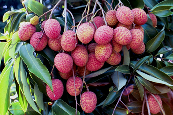 Mauritius Lychee Fruit Cluster