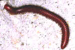 Large millipede