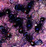 Rugose harvester ants