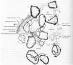Click to see sketch of soil organisms living within a soil aggregate