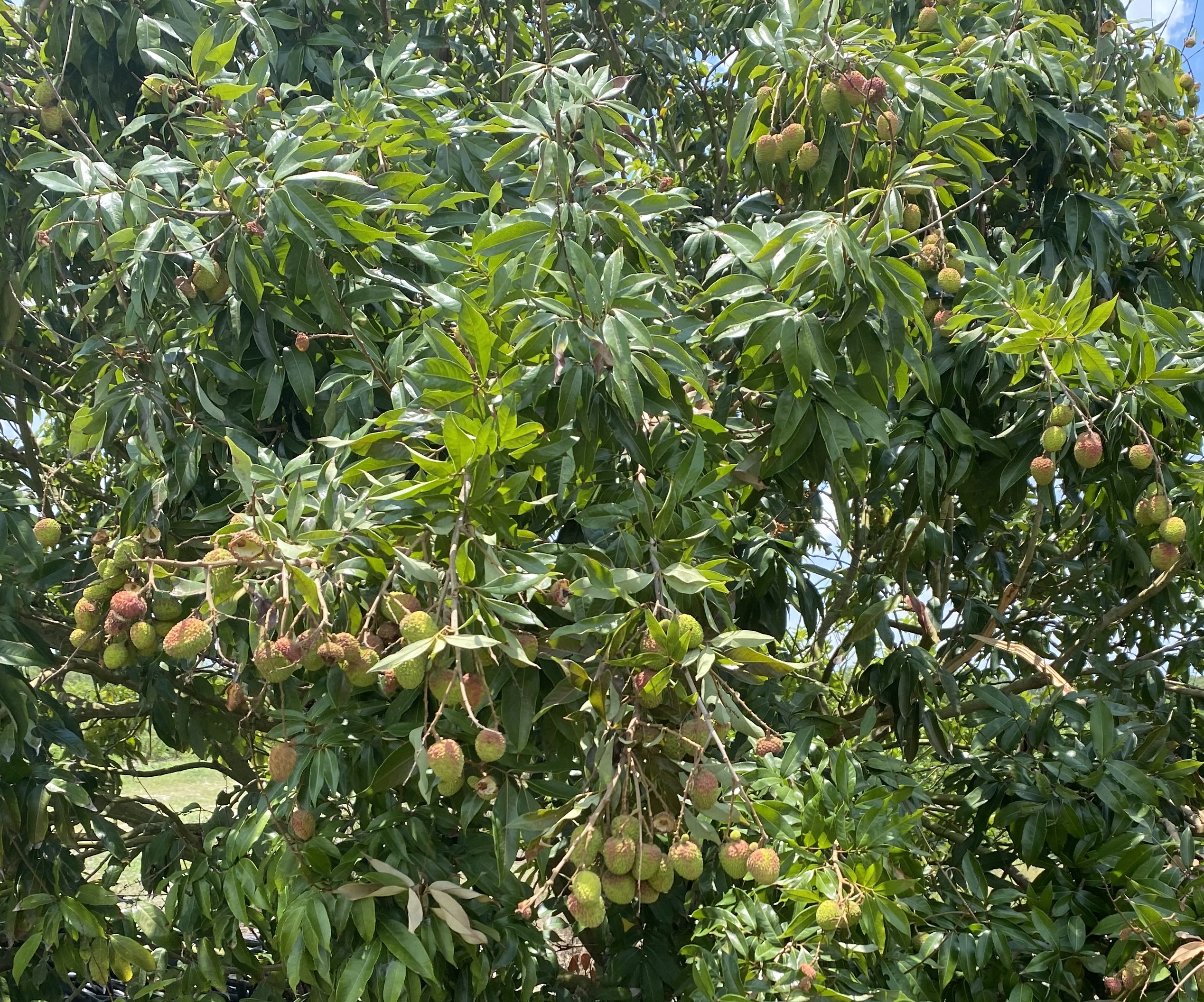 More ripening Sweetheart fruit