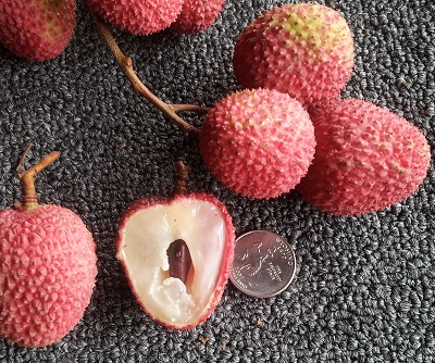 Sweetheart Fruit Cross Section