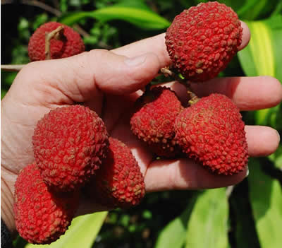 Sweetheart Fruit Cluster