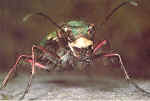 Click to see larger picture of tiger beetle
