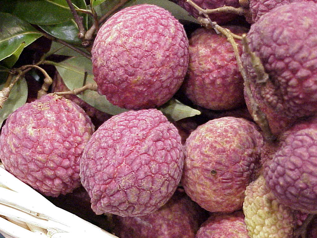 Lychees Online Lychee Fruit, Trees, Products & Info