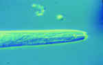 Pratylenchus nematode