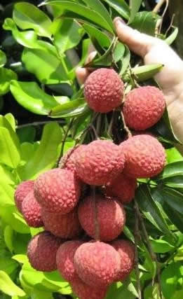 Emperor Fruit Cluster