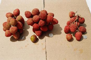 Typical Sweetheart Lychee Fruit